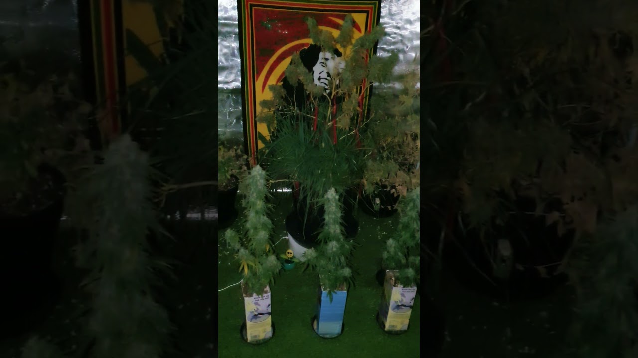 Die Cannabisexperimente sind fertig. Girl scout cookies 