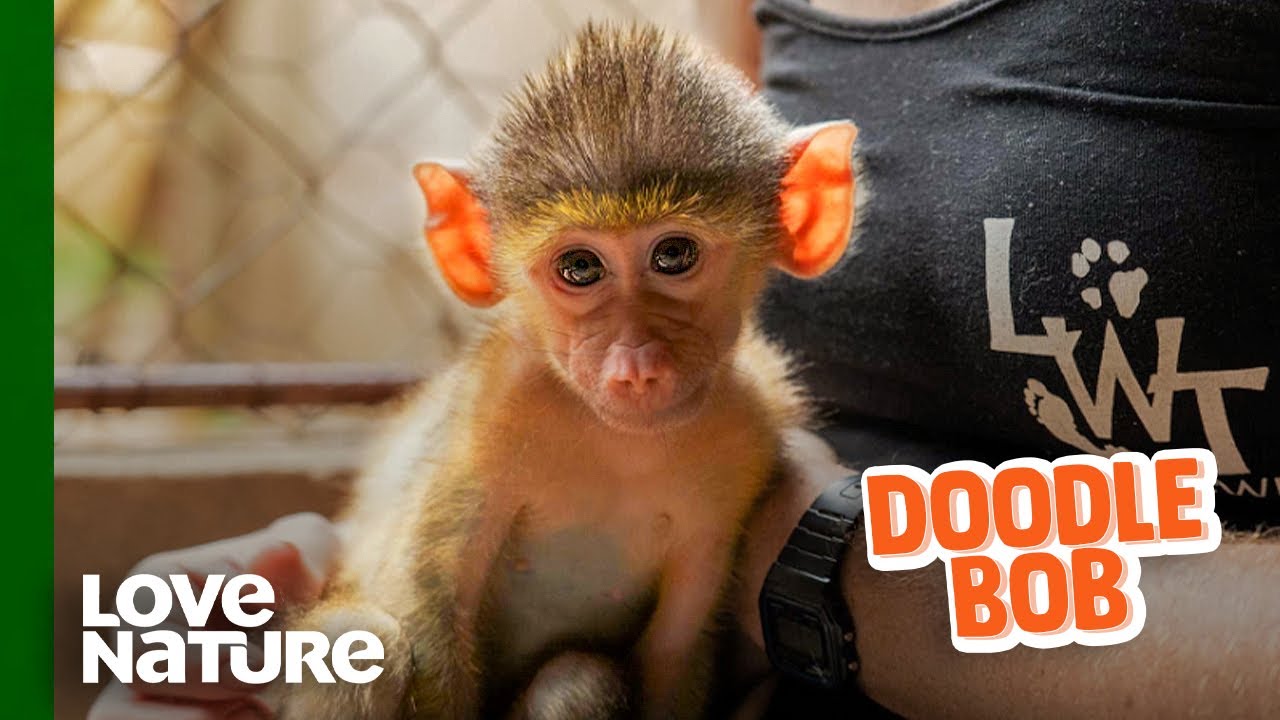 Orphaned Baby Monkey “Doodle Bob” is Ready for Release! | Love Nature