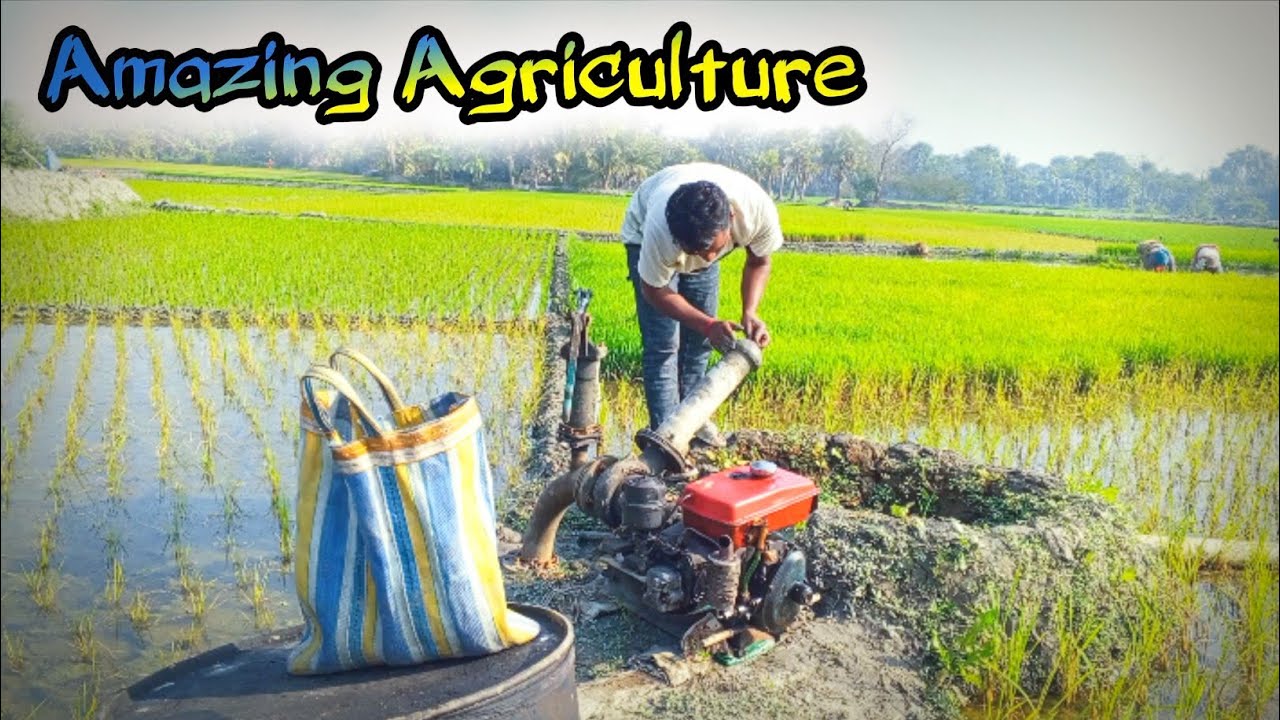 বাংলাদেশের গ্রামীণ জনপদে ফসলের ক্ষেতে কৃষকদের কর্মব্যস্ততা | Rural Bangladesh | Satkhira, Khulna 