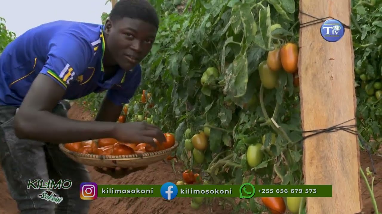 KILIMO CHA NYANYA KINAMKOMBOA MKULIMA // KILIMO SOKONI