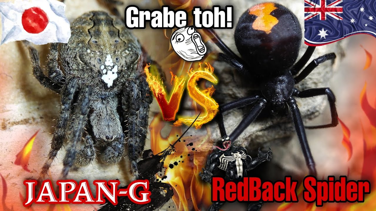 Gagambang Japan VS RedBack Spider! 😬🔥 / MUST WATCH! 😬/ dito lang yan sa 