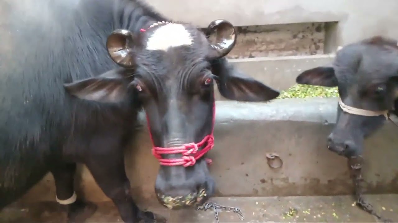 Nili Ravi ke 14litar wali johti Date 01