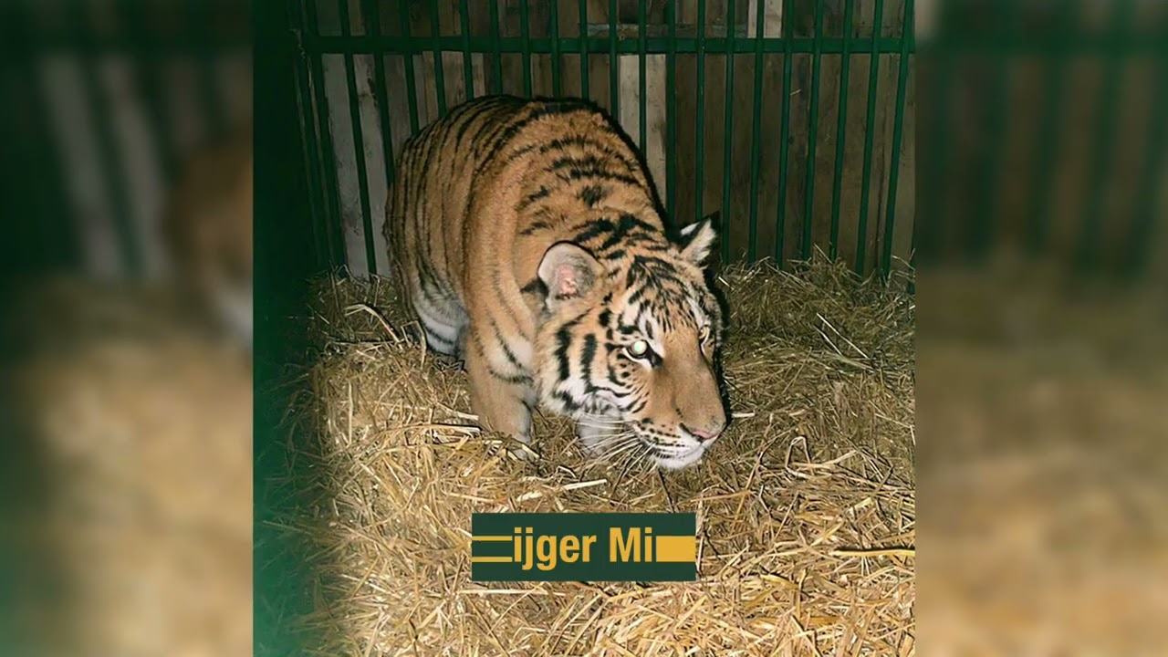 HELP TIJGER MIR NAAR BELGIË