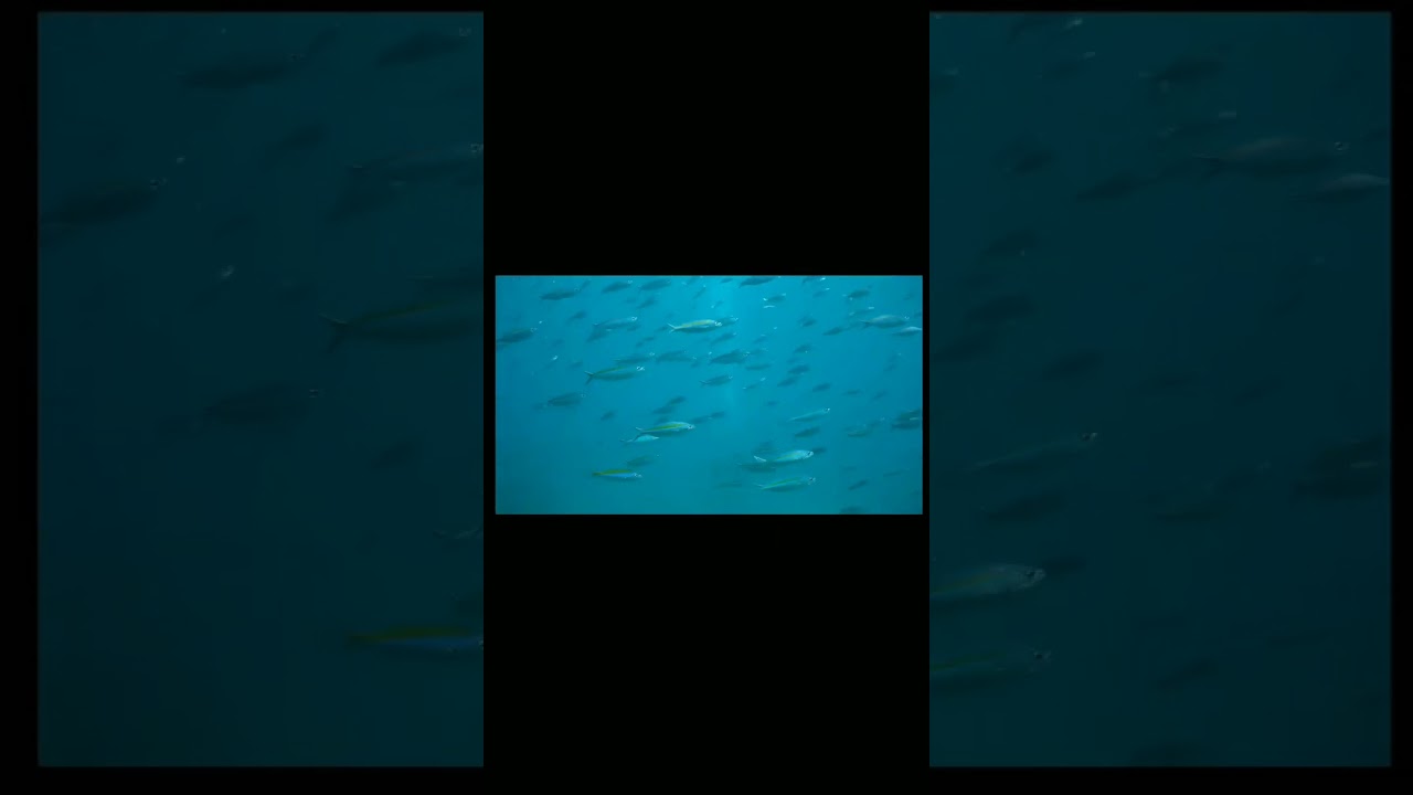 Netrani Island | Netrani Adventures Scuba 🤿