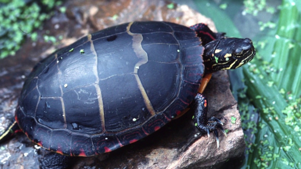 PSA - Stony Brook Wildlife Sanctuary