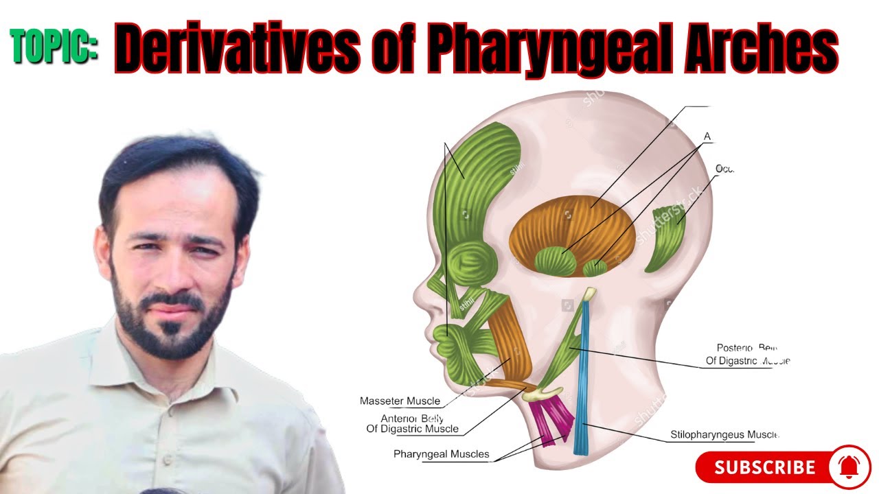 Derivatives of Pharyngeal Arches | Derivatives of Pharyngeal Pouches | Derivatives of Clefts