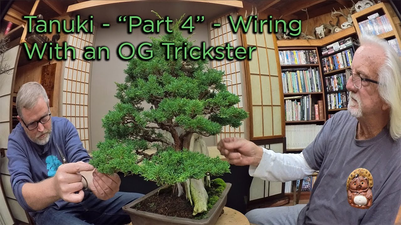 Bonsaify | Wiring and Styling a Tanuki Bonsai: More Tricks One Year Later