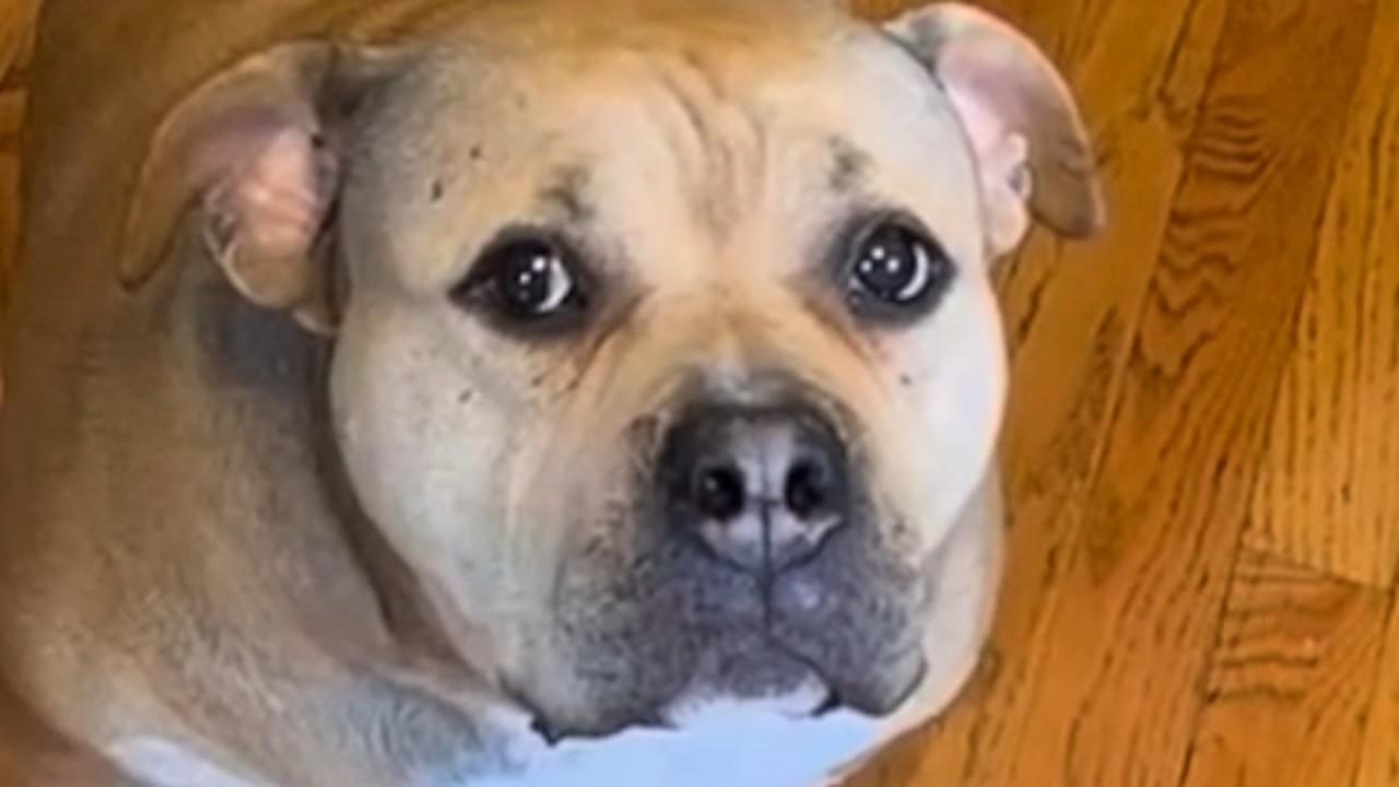 Shy rescue dog sneaks in smiles when she feels safe