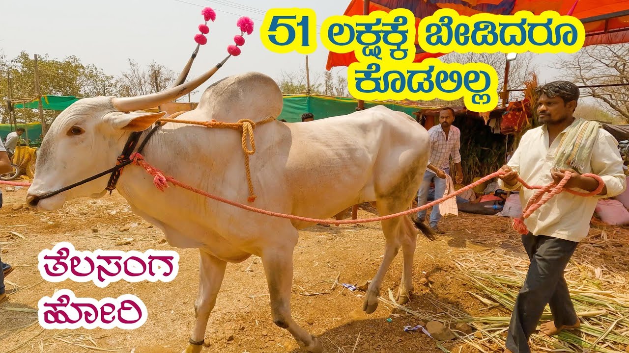 Breeder refuses Rs.51 lakhs offer for this Khillar Stud bull from Telasang