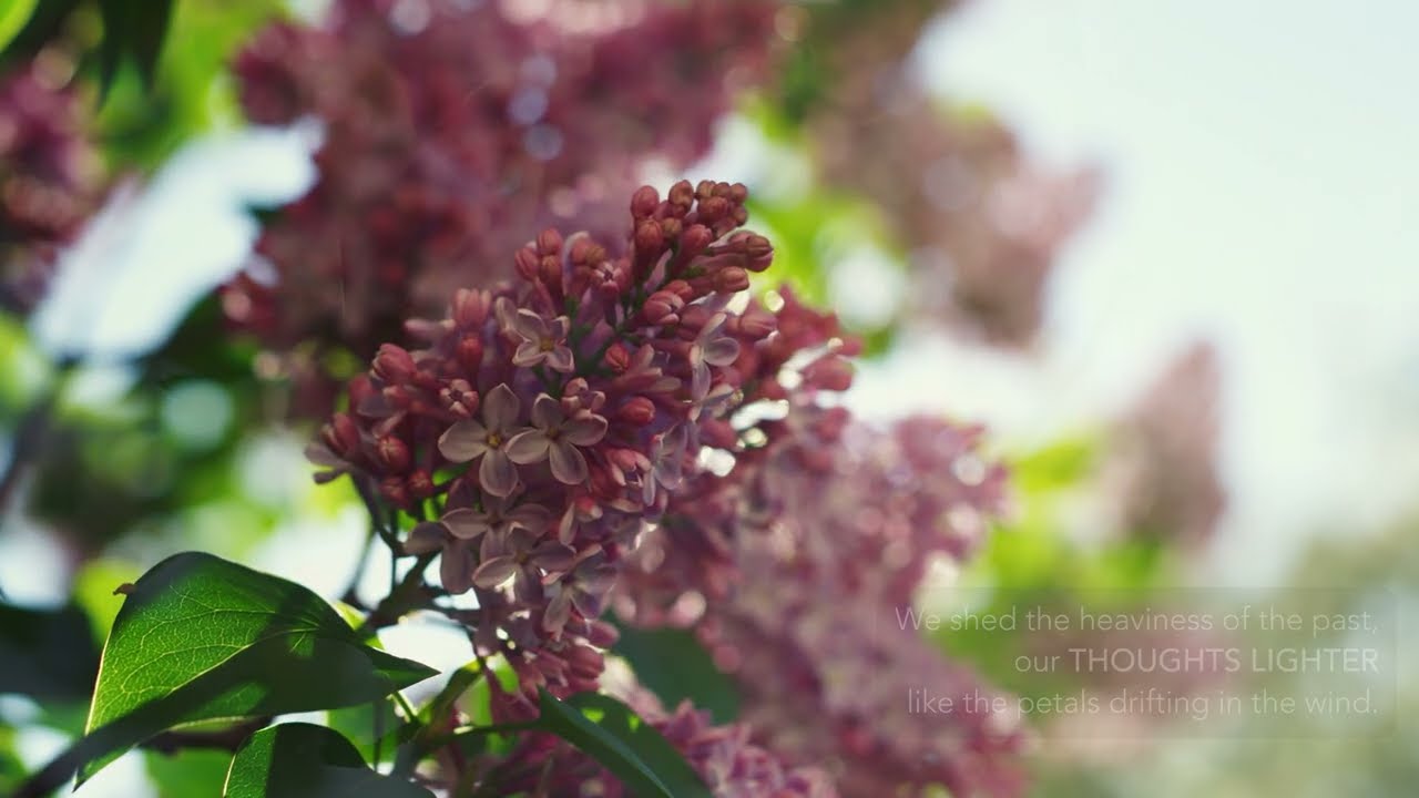 Come Explore - A Song of Renewal