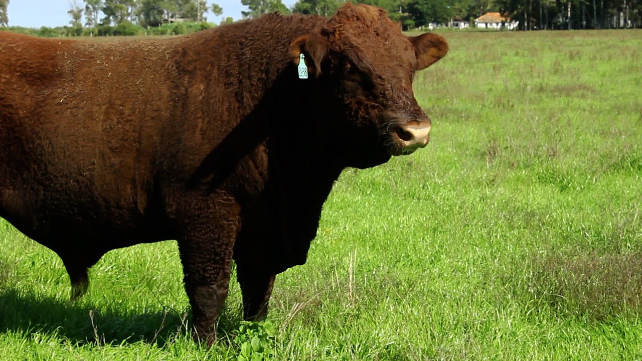 CRIAÇÃO DA RAÇA DEVON