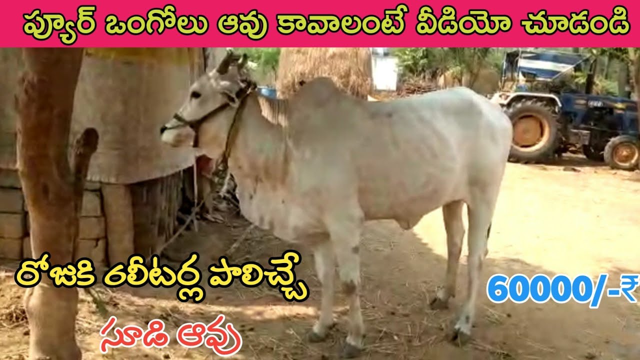 రోజుకి 6లీటర్ల పాలిచ్చే ప్యూర్ ఒంగోలు సూడి ఆవు కావల్సినవారు:9949365382@PURNA FARMS AGRICULTURE