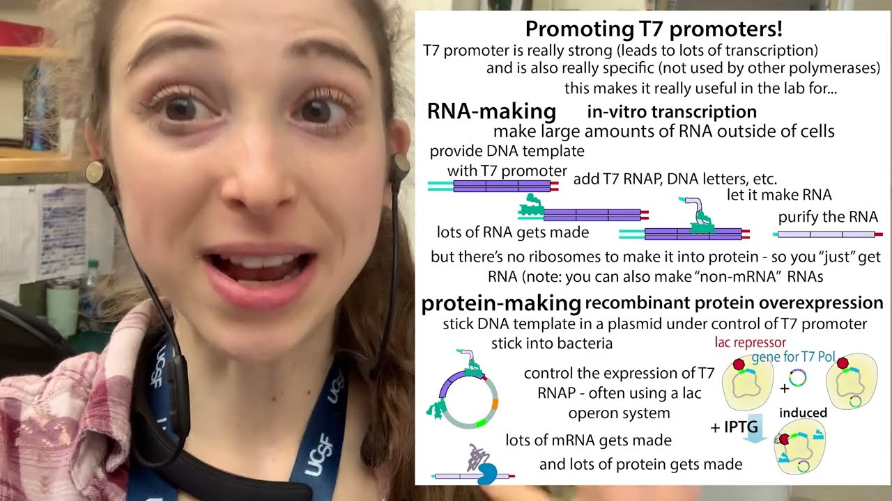 T7 RNA Polymerase & in vitro transcription (and more)