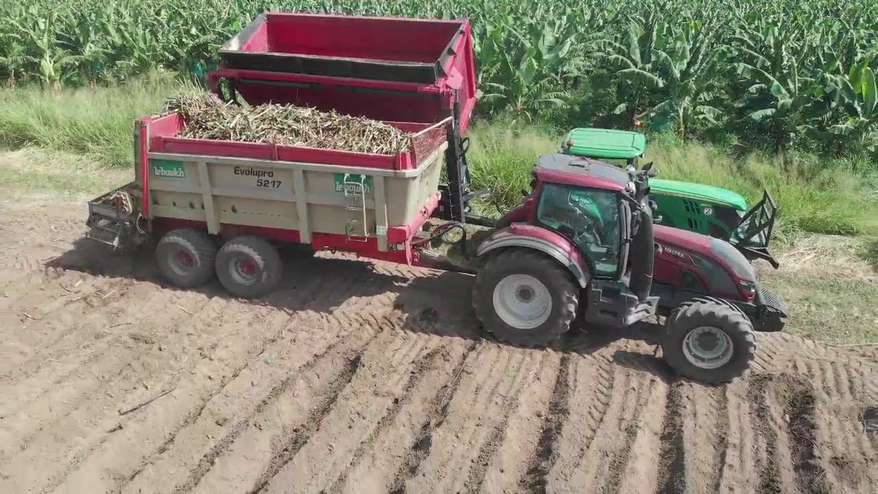 Plantation de canne à sucre aux Antilles 2 -
