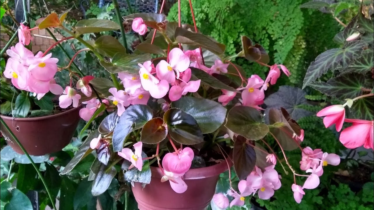 #begonias #flores grandes e lindas.... 🌺🌺🌺🌺🌺🌺🌺🌺