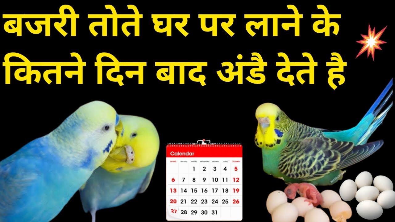 Bajri Tote Ghar Par Laane Kai Kitnai Days Baad Eggs Dete Hain | Bajri Tote Ande Kab Dete Hai