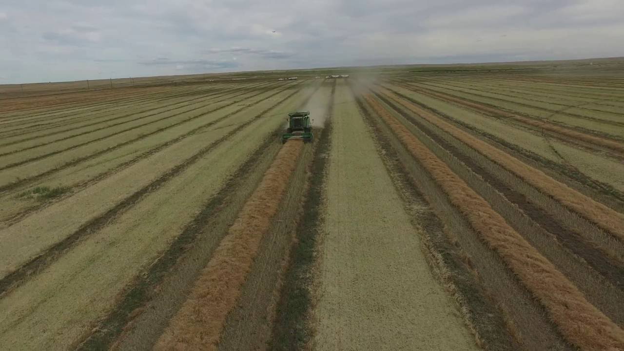 Hybrid Seed Canola Production