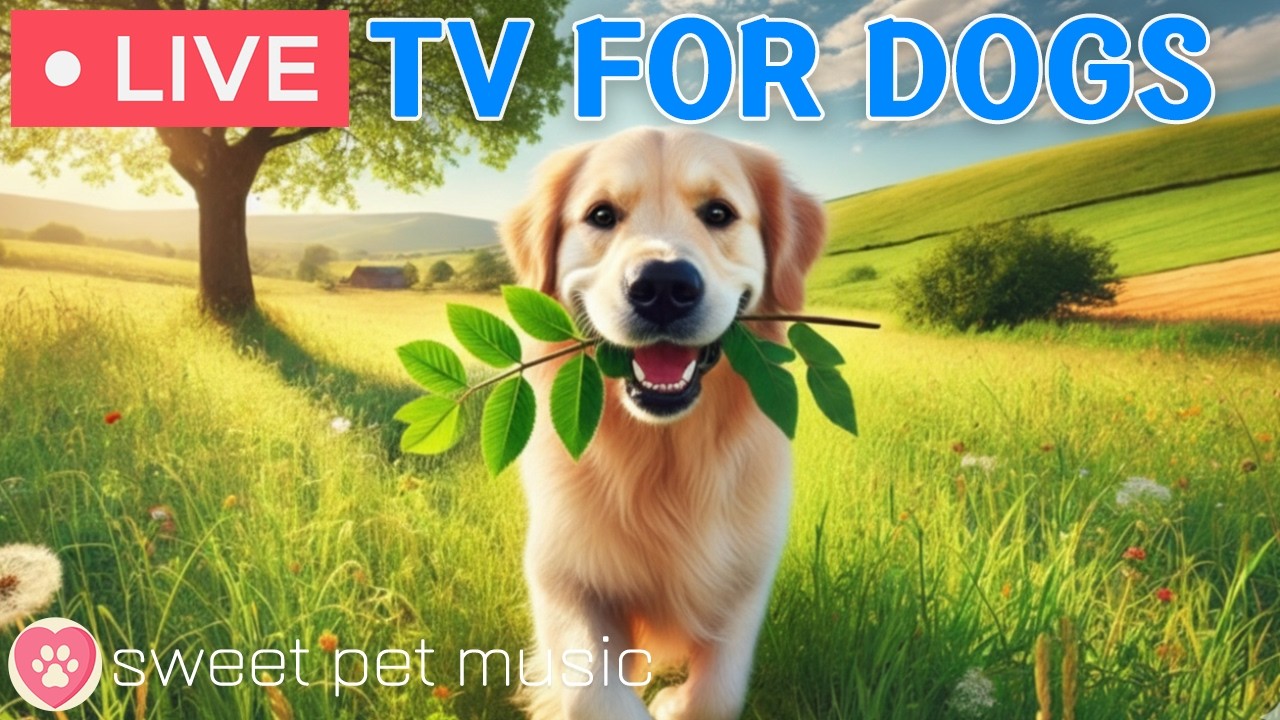 🔴24 Hours of Dog TV🎵🐶Calming Music for Dog Sleep🐾🩷Soothing Dog Music for Stress and Anxiety Relief