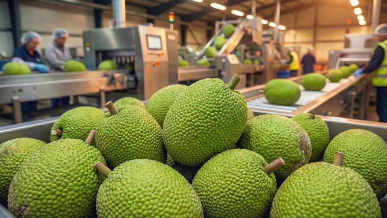 Inside a Modern Breadfruit Processing Factory: From Giant Fruit to Ready-to-Eat Products