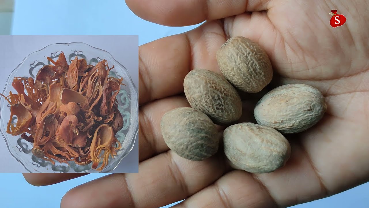 জয়ফল জয়ন্তী কি কাজে লাগে । জয়ফল জয়ন্তীর গুনাগুন।