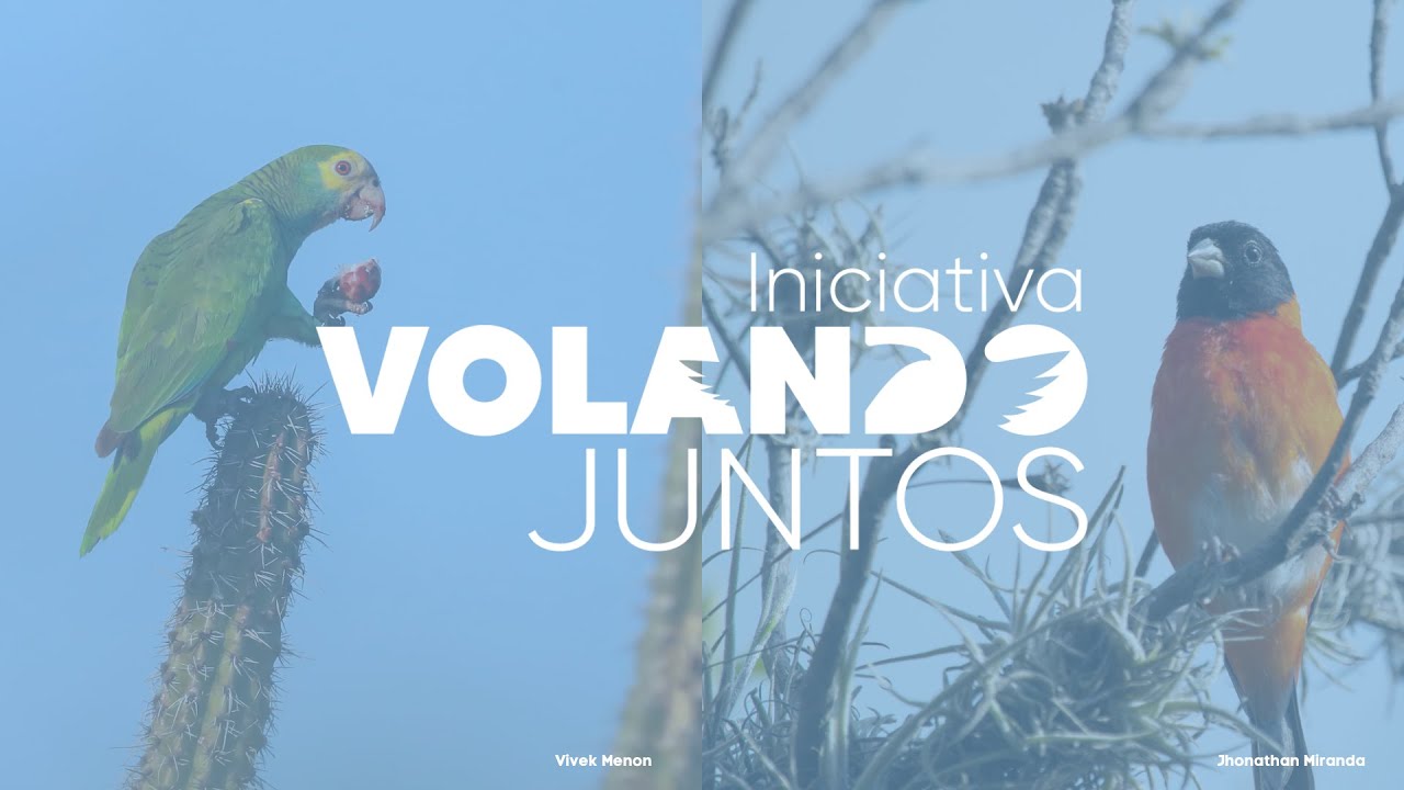 Volando Juntos | Reinventando nuestra relación con las aves silvestres