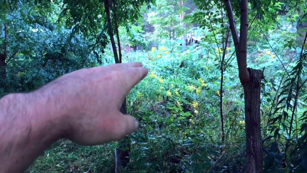 Black Locust - Very useful tree with real management requirements in the forest garden