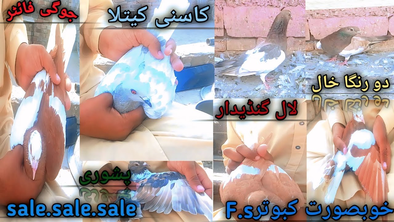 0304-0713436|VIP pigeons F.s|Normal price piegons|Top quality