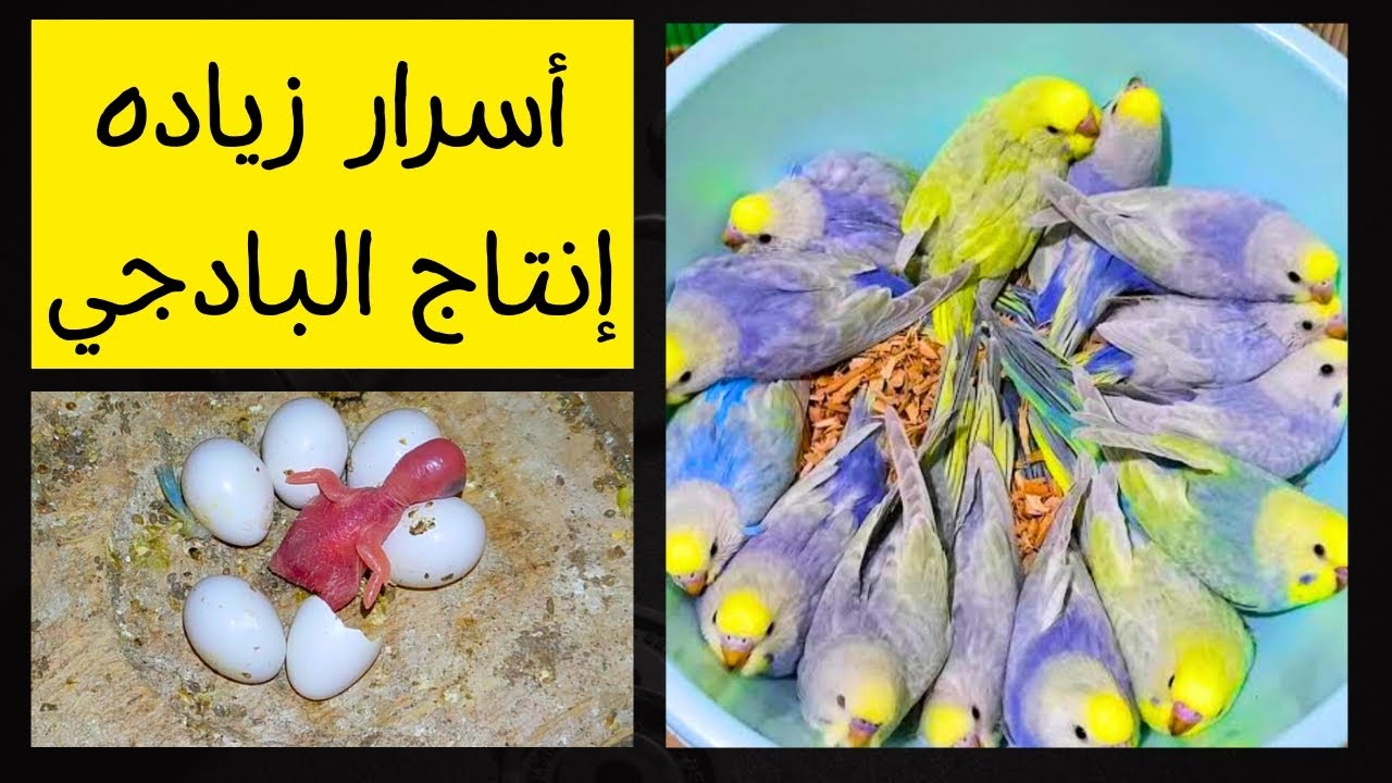أسرار زياده إنتاج طيور البادجي