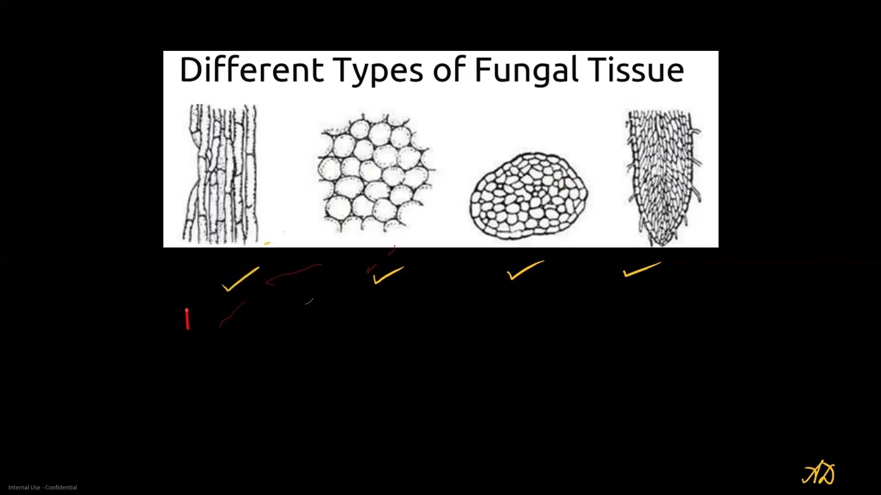 Hyphal Forms of Fungi