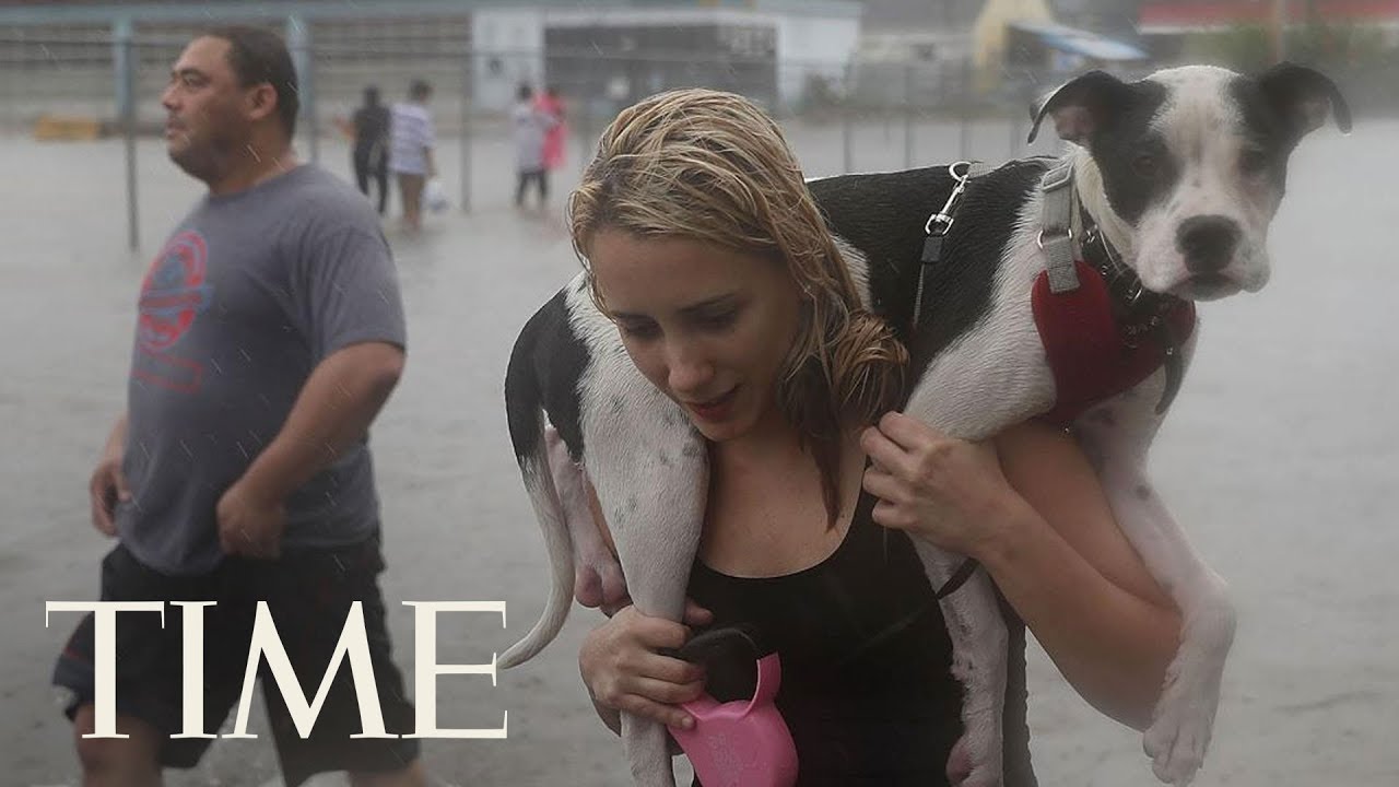 People Are Rescuing Pets From Hurricane Harvey Flooding: Many People, Animals Still Stranded | TIME