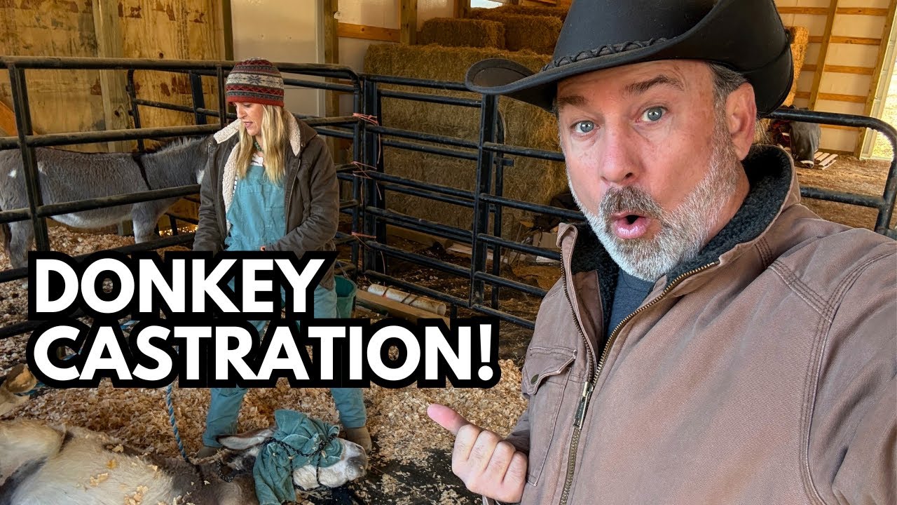 Hee Haw and Eeyore Get Castrated! | Donkey Castration