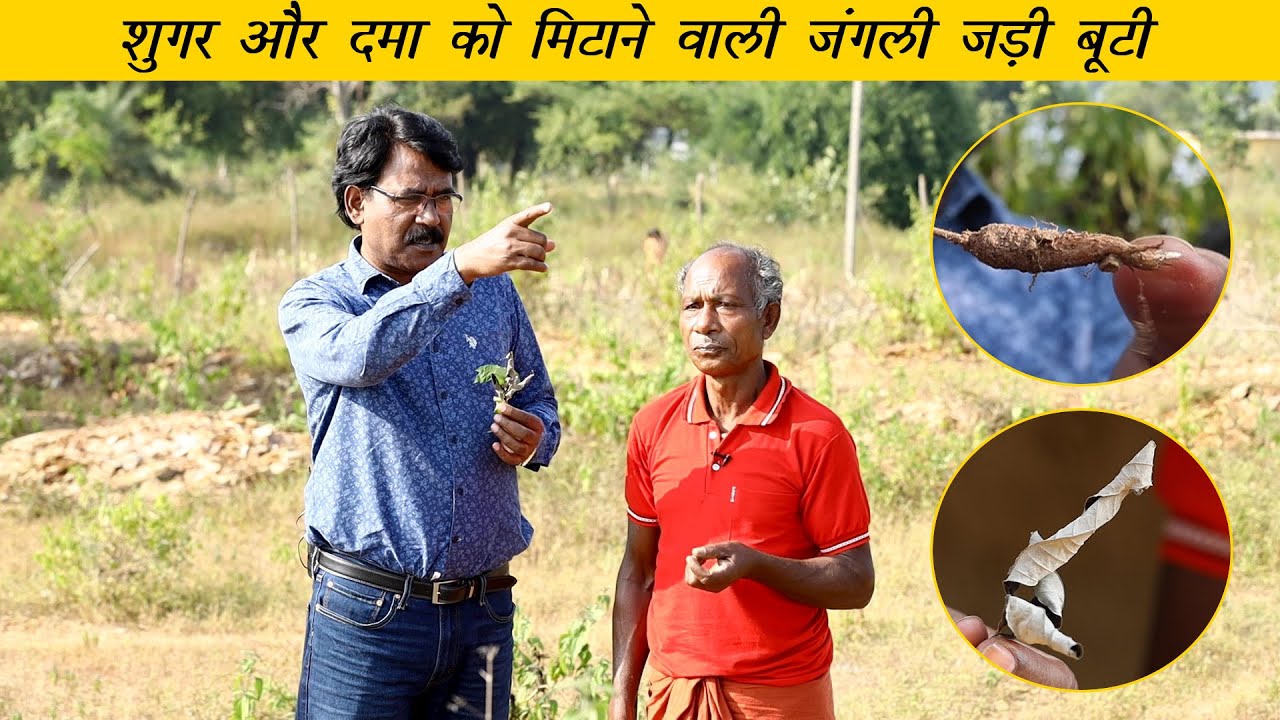 Diabetes and Asthama treatment with herbs | Tribal Knowledge | जड़ी बूटी से डायबिटिज और दमा का इलाज