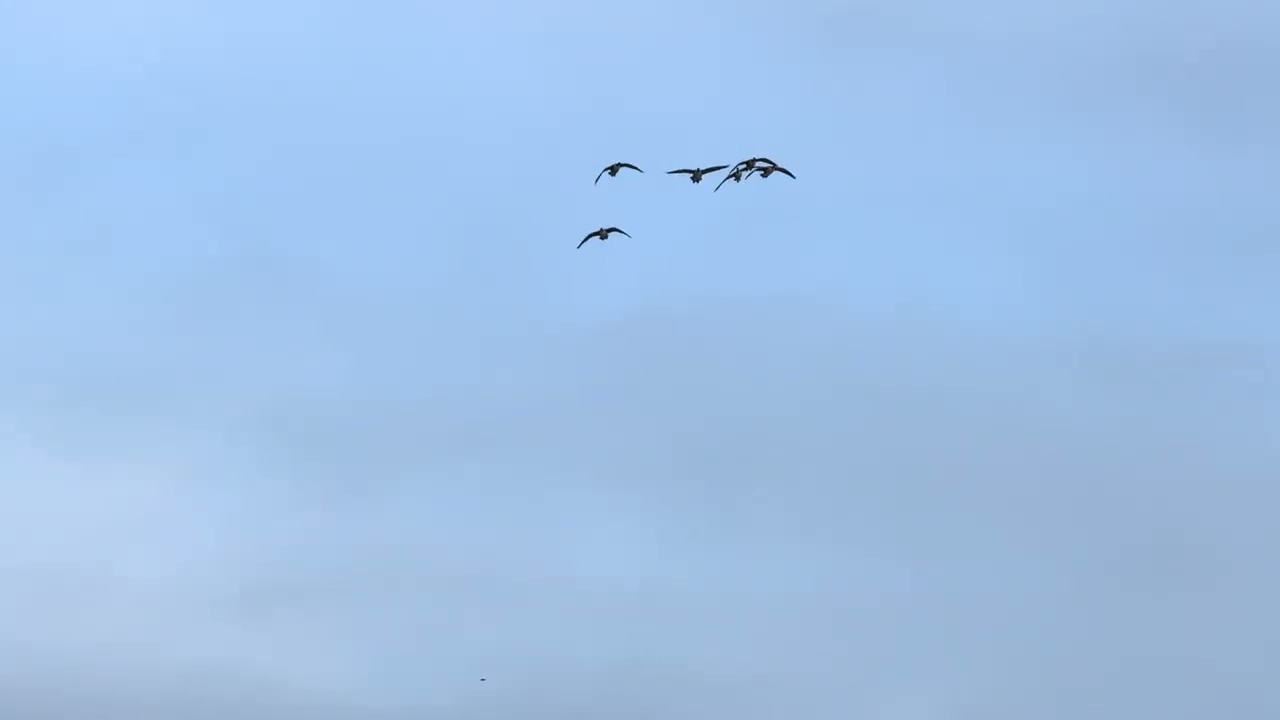 #Geese #InFlight — mid #february2026 