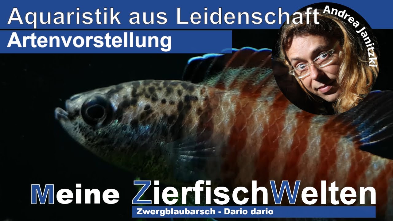 Meine ZierfischWelten Zwergblaubarsch - Dario dario