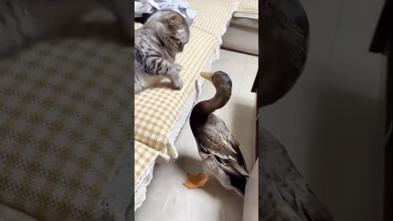 Cat vs duck heavy fight 😂😹