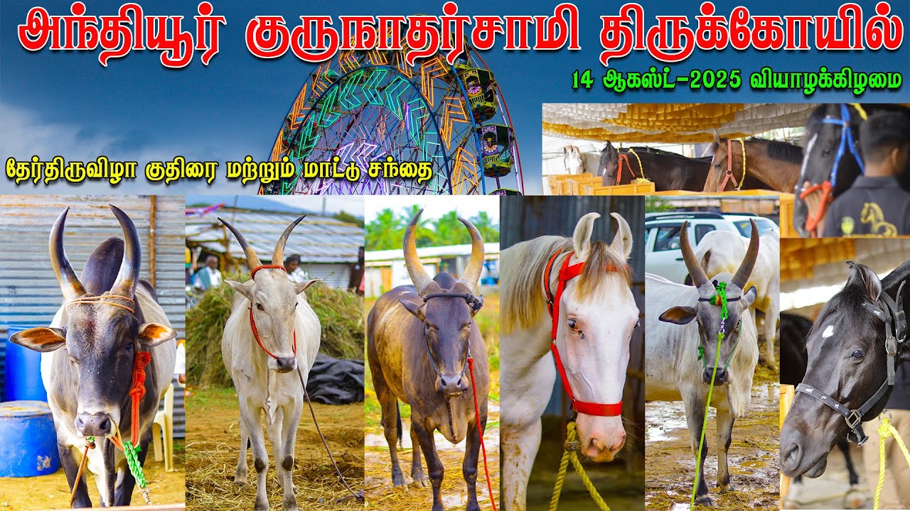 🔥Anthiyur Gurunathswamy Temple| அந்தியூர் குதிரை மற்றும் மாட்டு சந்தை| 2025|12/14/2025 வியாழக்கிழமை