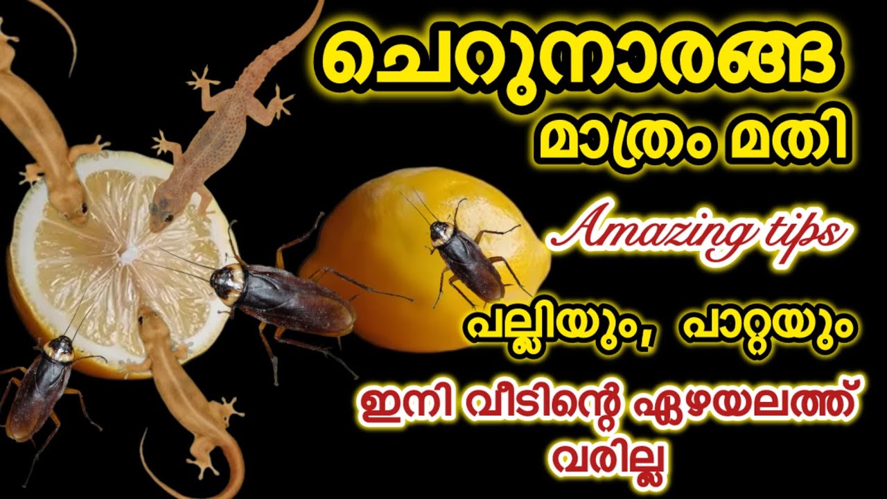 💯ചെറുനാരങ്ങ കൊണ്ട് ഇതുപോലെ ചെയ്തു നോക്കൂ പല്ലിയും പാറ്റയും ഇനി വീടിന്റെ ഏഴയലത്തു വരില്ല 