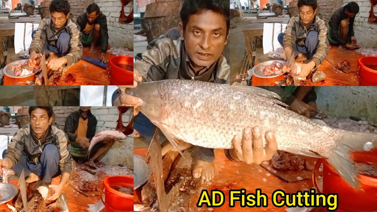 অনেক বড় কালিবাউশ মাছ কাটিং