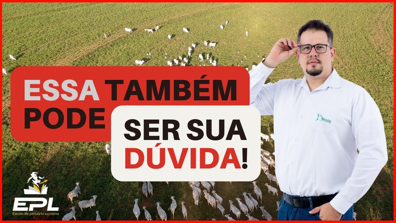 Como usar briquete de algodão na dieta do gado sem errar na matéria seca
