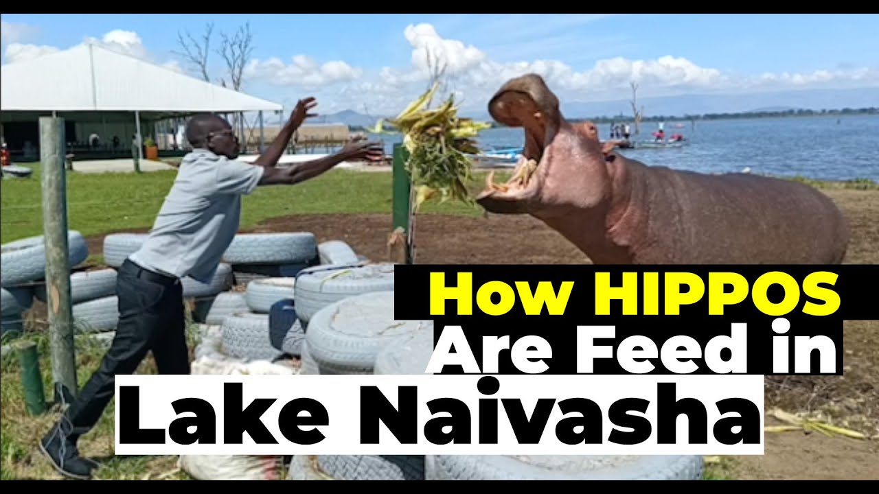 How Hippos are feed in Lake Naivasha, kenya  | Interesting Facts about Hippos.