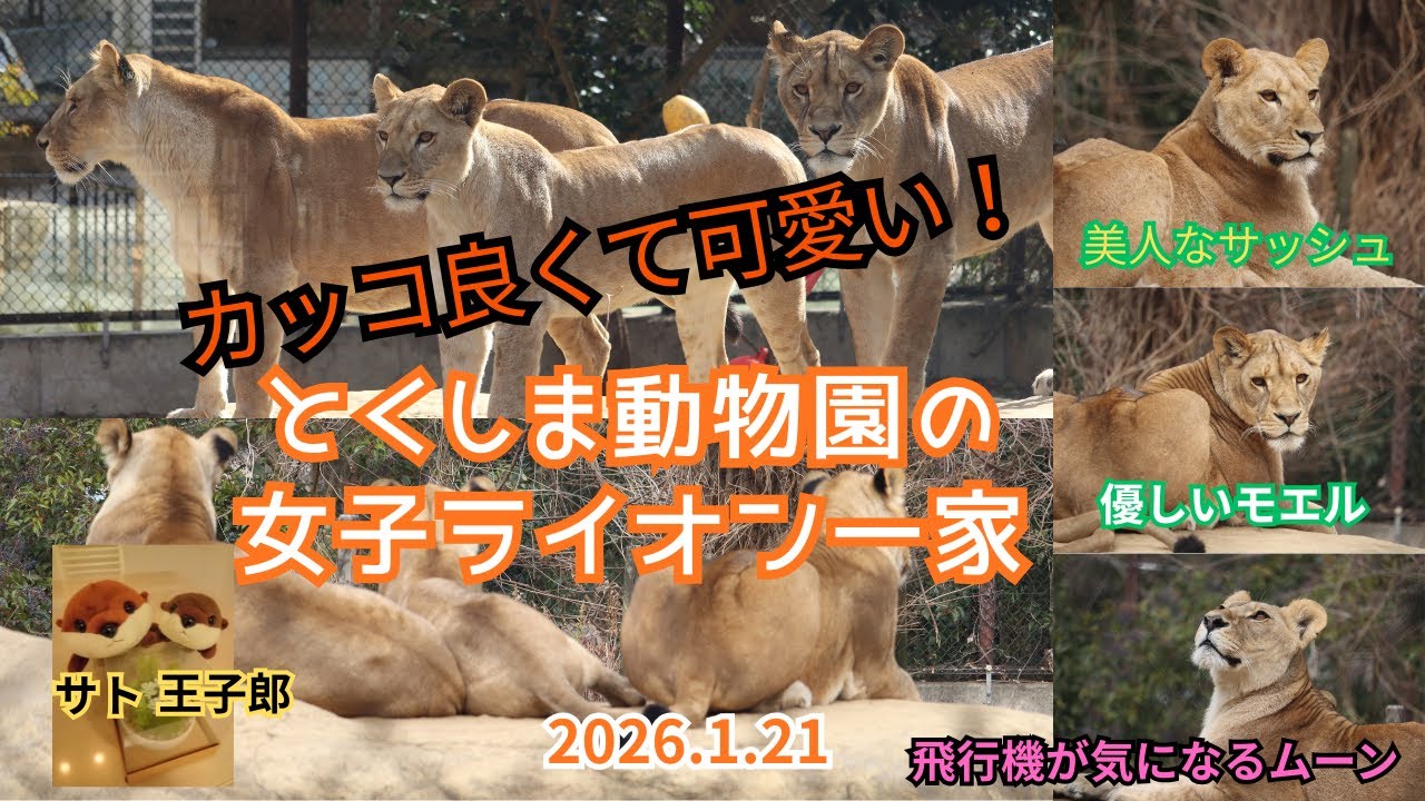 とくしま動物園の女子ライオン一家は2026年もカッコ良くて、可愛い♪#zoo #とくしま動物園 #ライオン #動物園 #サッシュ #モエル #ムーン