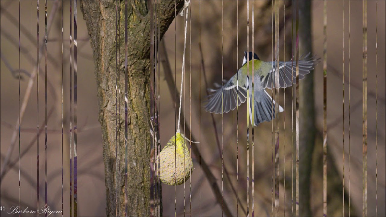 Il canto degli uccelli del bosco: cinciallegra (Parus Major). Video: Nikon Coolpix P1000