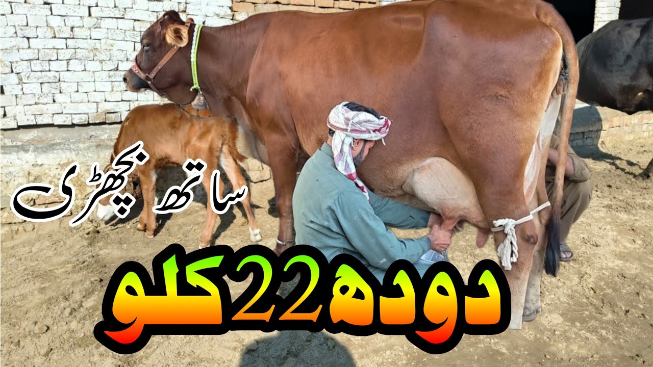 Jersey Cholstani Cross Cow For Sale In Pakistan 03001921999 Geo Animal TV 14 January 2026