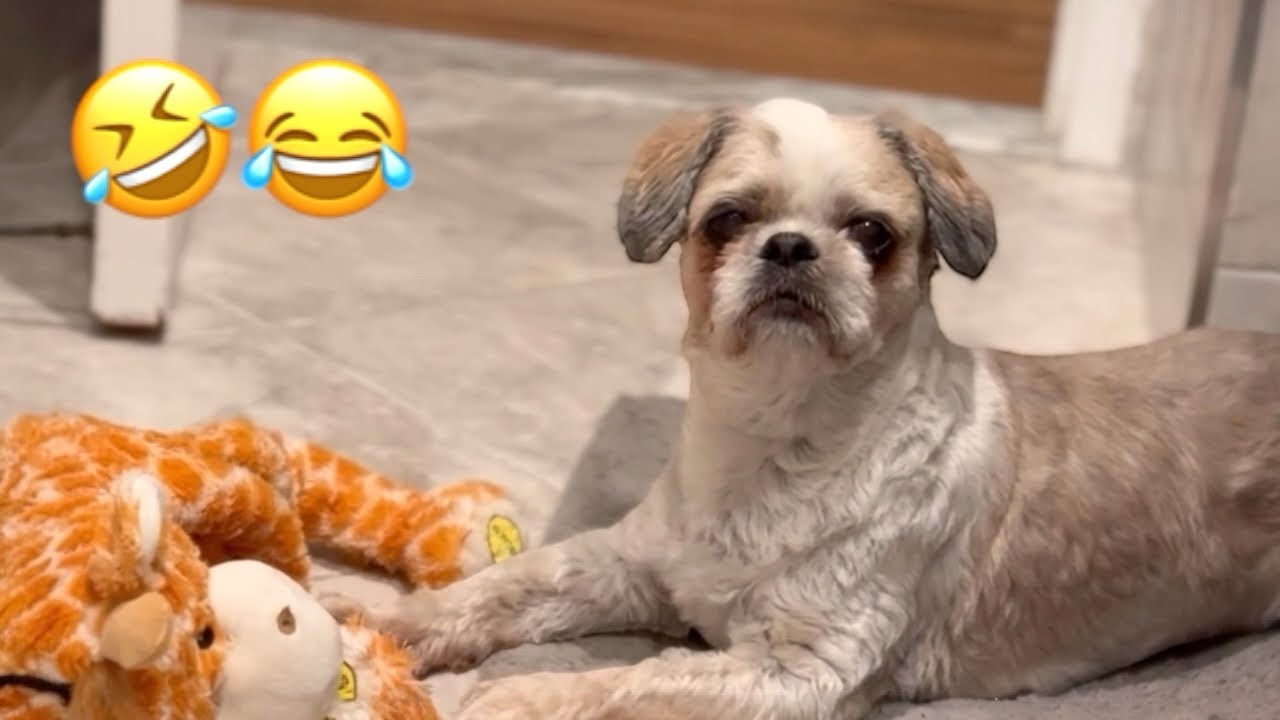 😱 MY DOG REFUSES TO SPEAK TO ME! 🤣 | KIRKY ULTIMATE SASS ATTACK😂