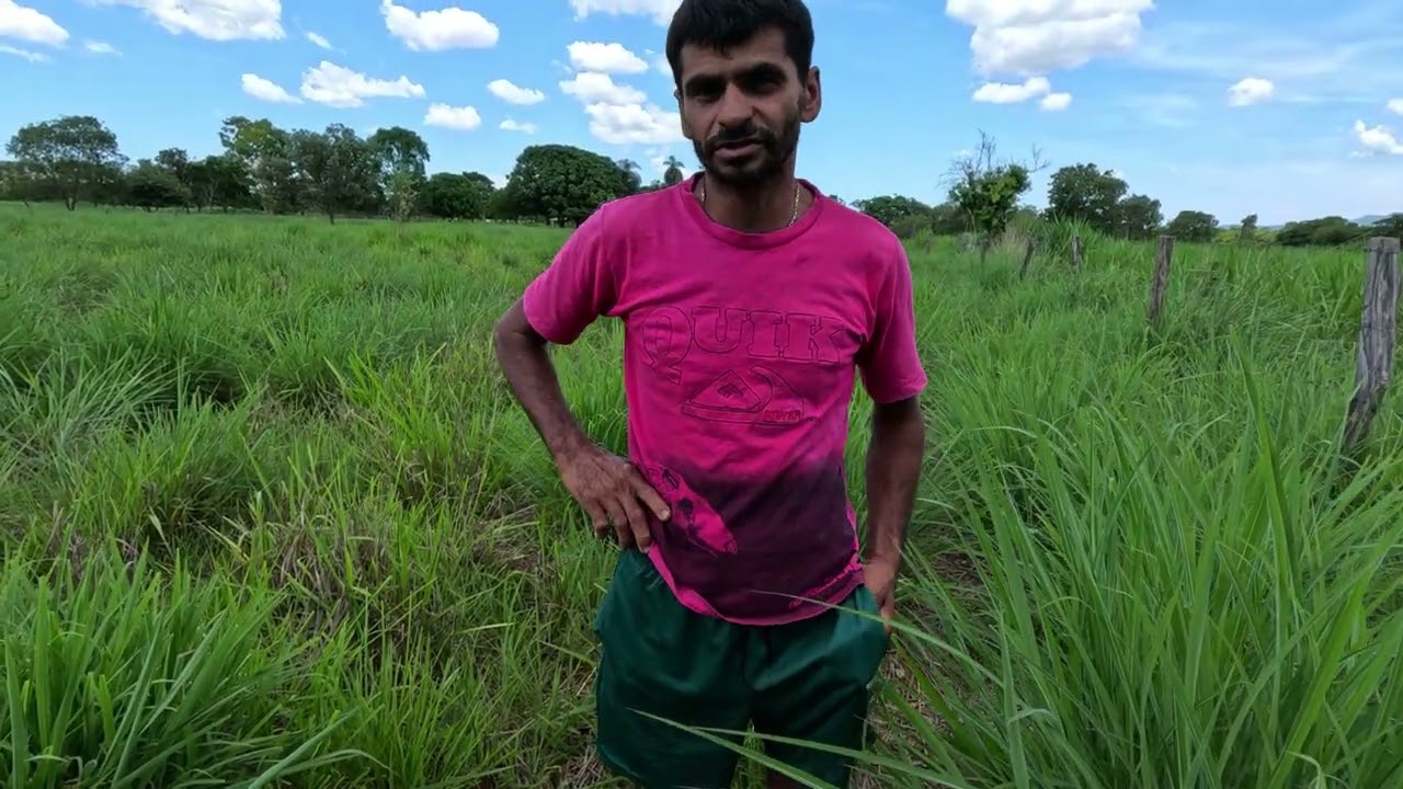 Excelente Sítio à Venda em Flores de Goiás | 25 ha, Casa, Poço Artesiano e Pasto Formado