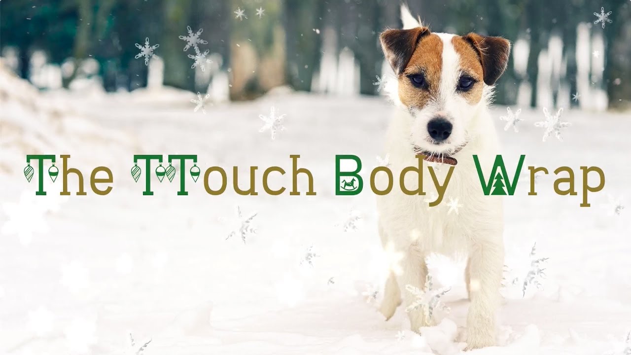 Day 14: The TTouch Body Wrap