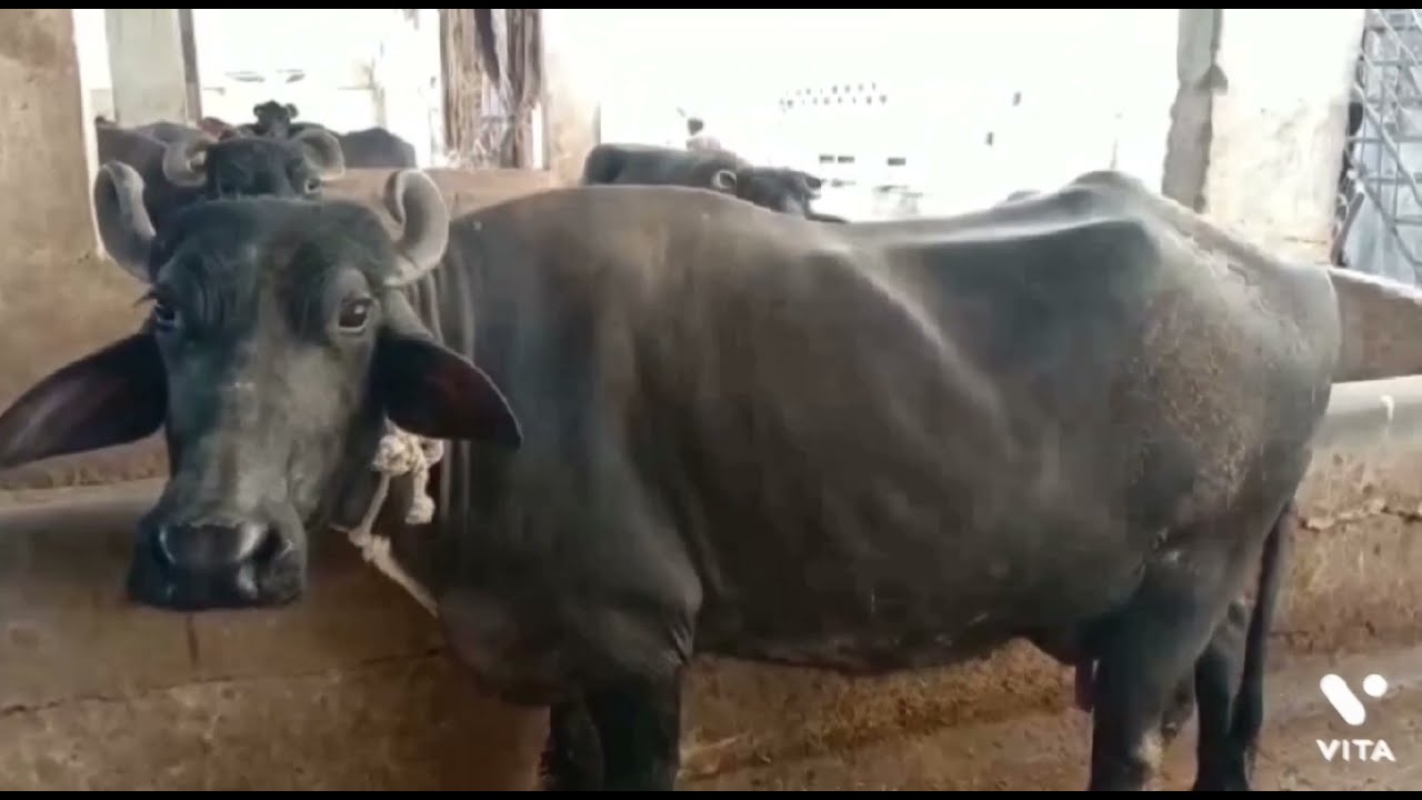 Buffalo Cow Milk Increase Methood