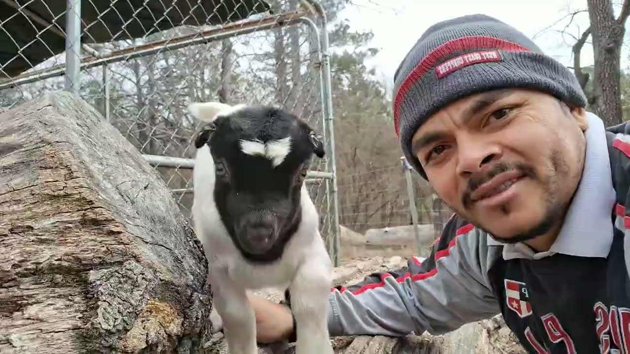 30 de enero de 2026 lo cerito muy contentos 🐐🐐🐐🐐🐖🐖🐗