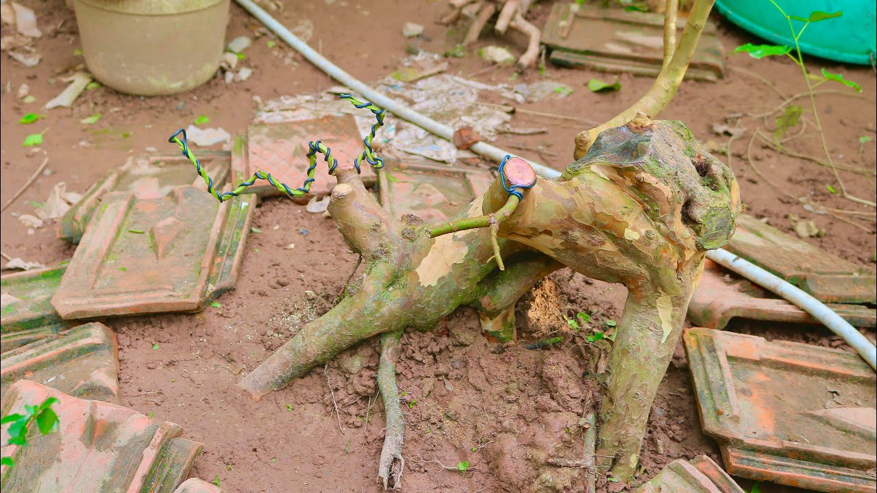 Ổi Hoả Kỳ Lân và câu chuyện 17 tháng từ cây Ổi bờ mương