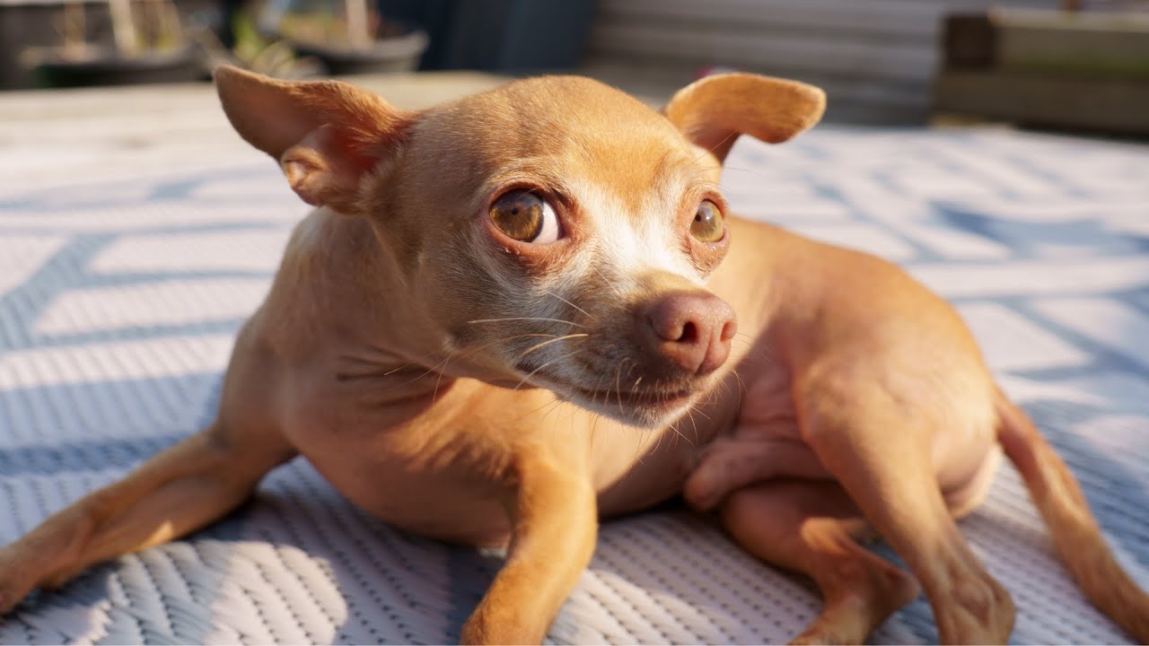Dramatic Dog Doesn't Want His Vet Mom to Express His Anal Glands. His Sister Shows Him How It's Done